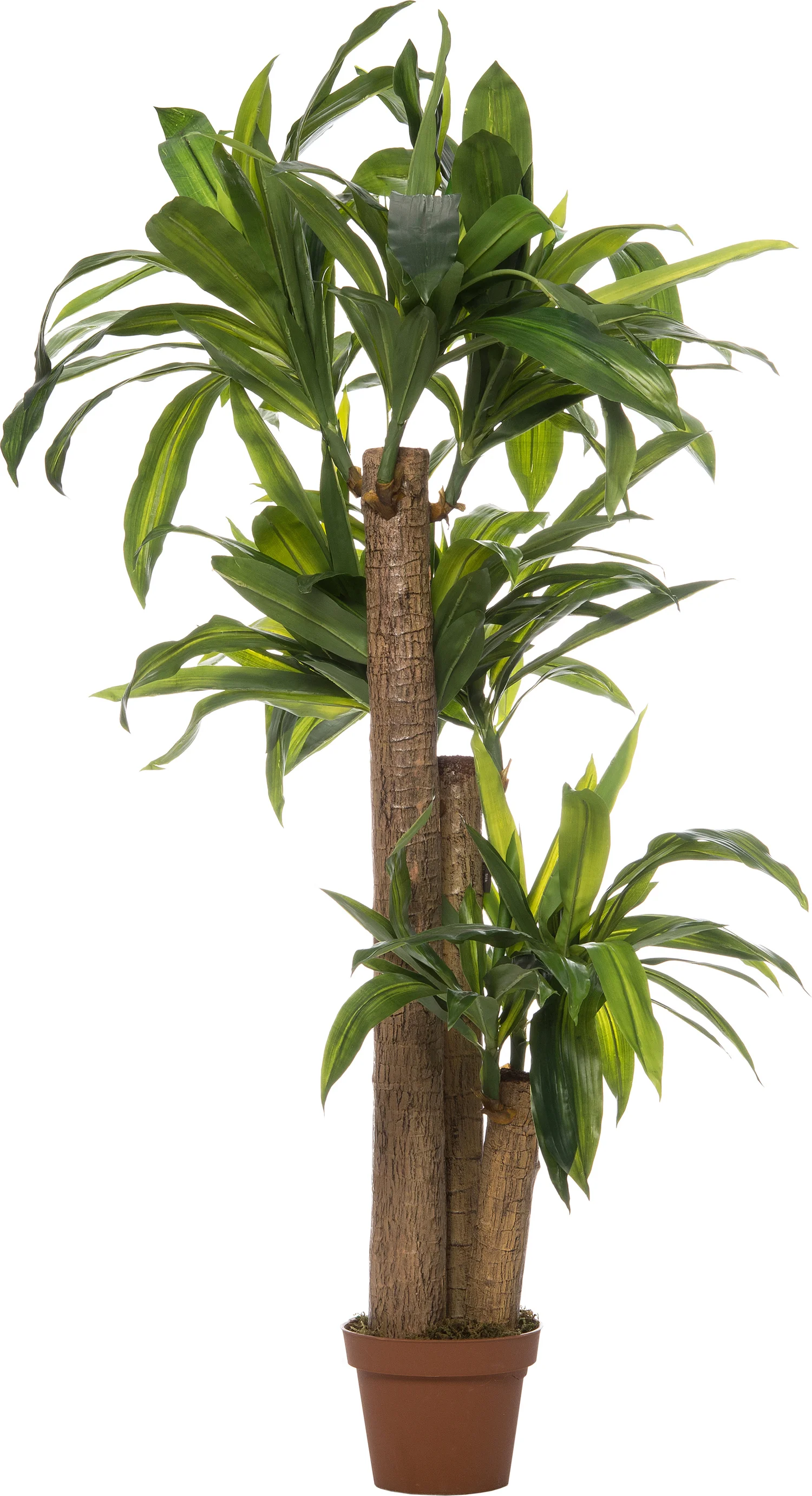 Intratuin kunstplant Dracaena op stam H 140 cm