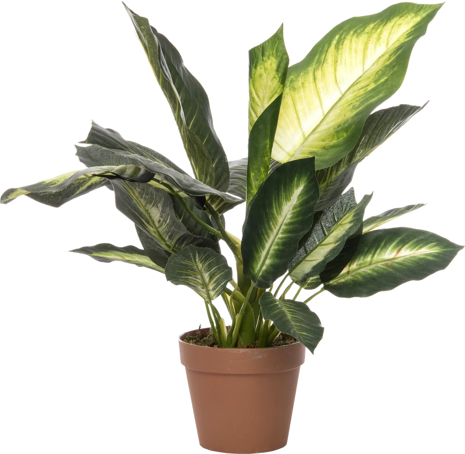 Intratuin kunstplant Dieffenbachia geel, groen H 50 cm
