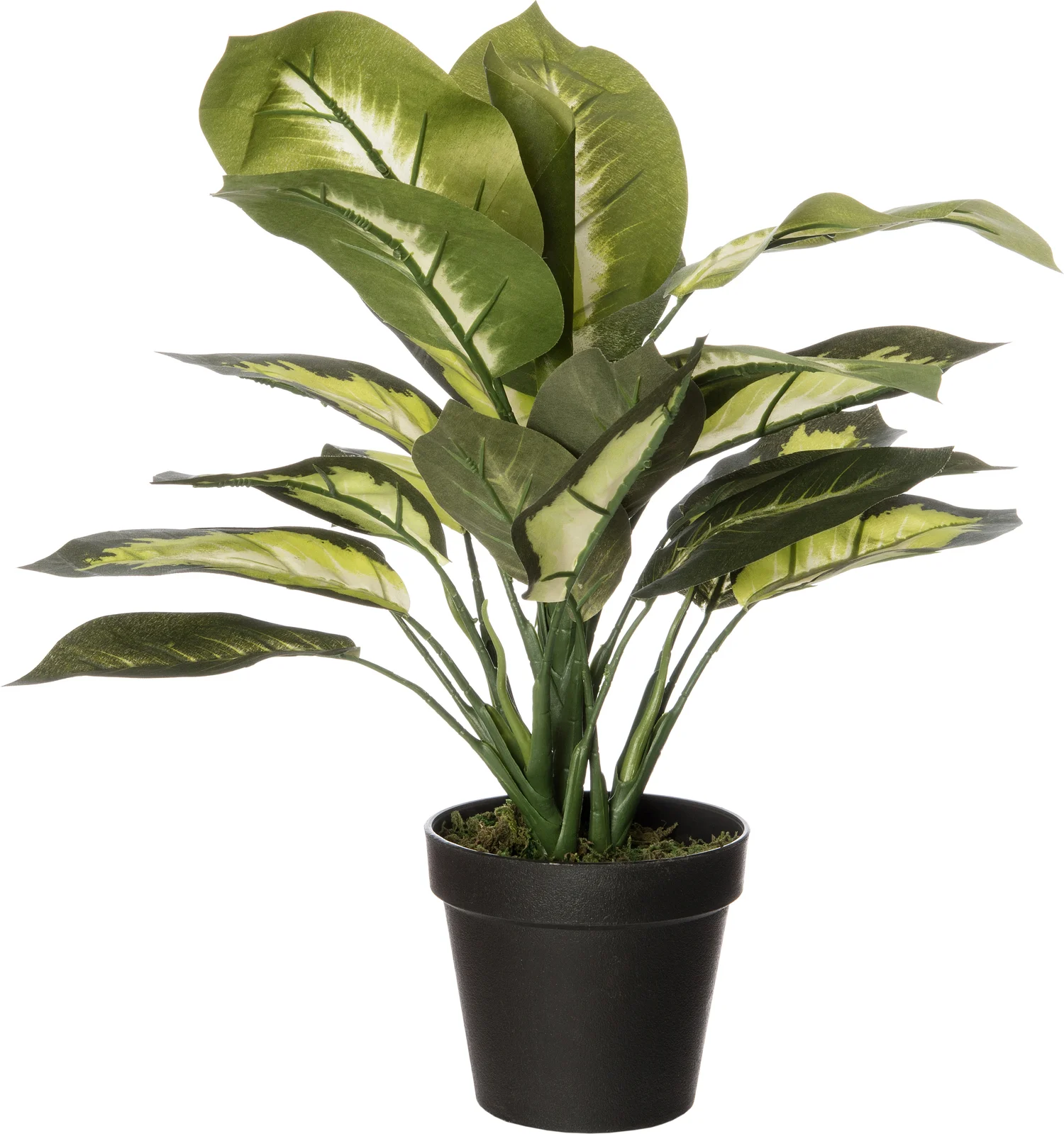 Intratuin kunstplant Dieffenbachia 50 cm