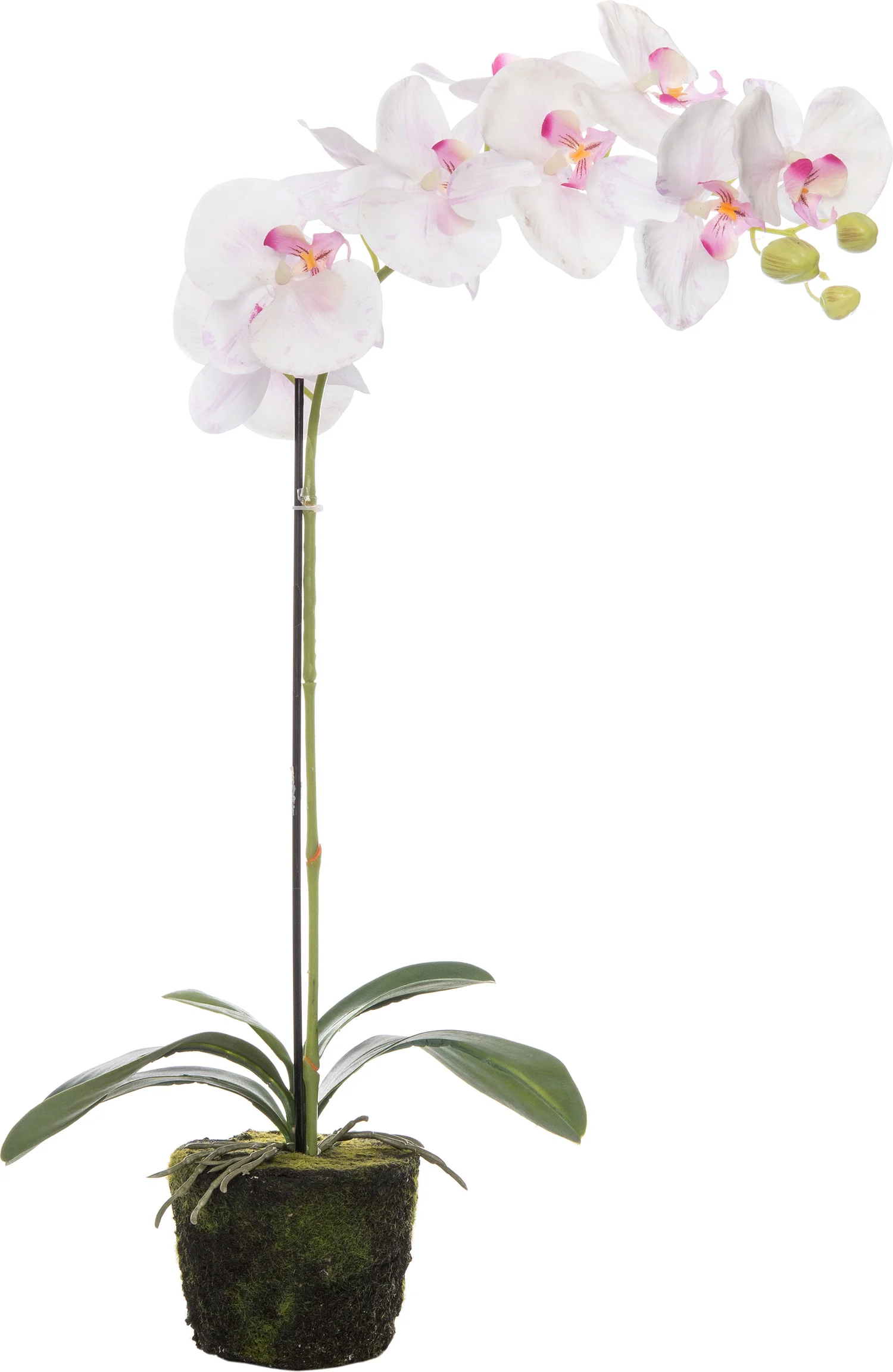 Intratuin kunstplant Vlinderorchidee 35 x 20 x 63 cm wit roze