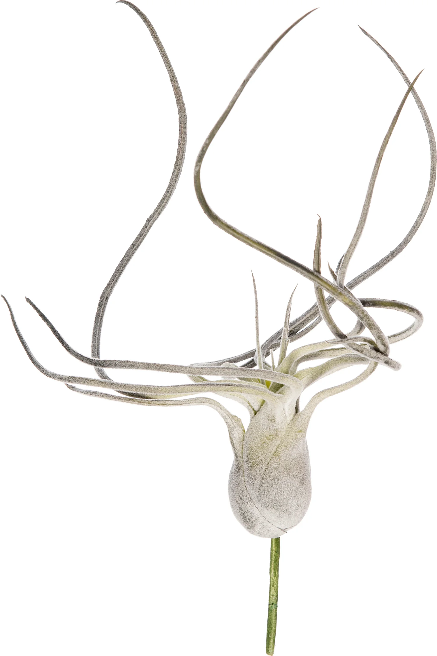 Intratuin kunstplant Tillandsia H 15 cm