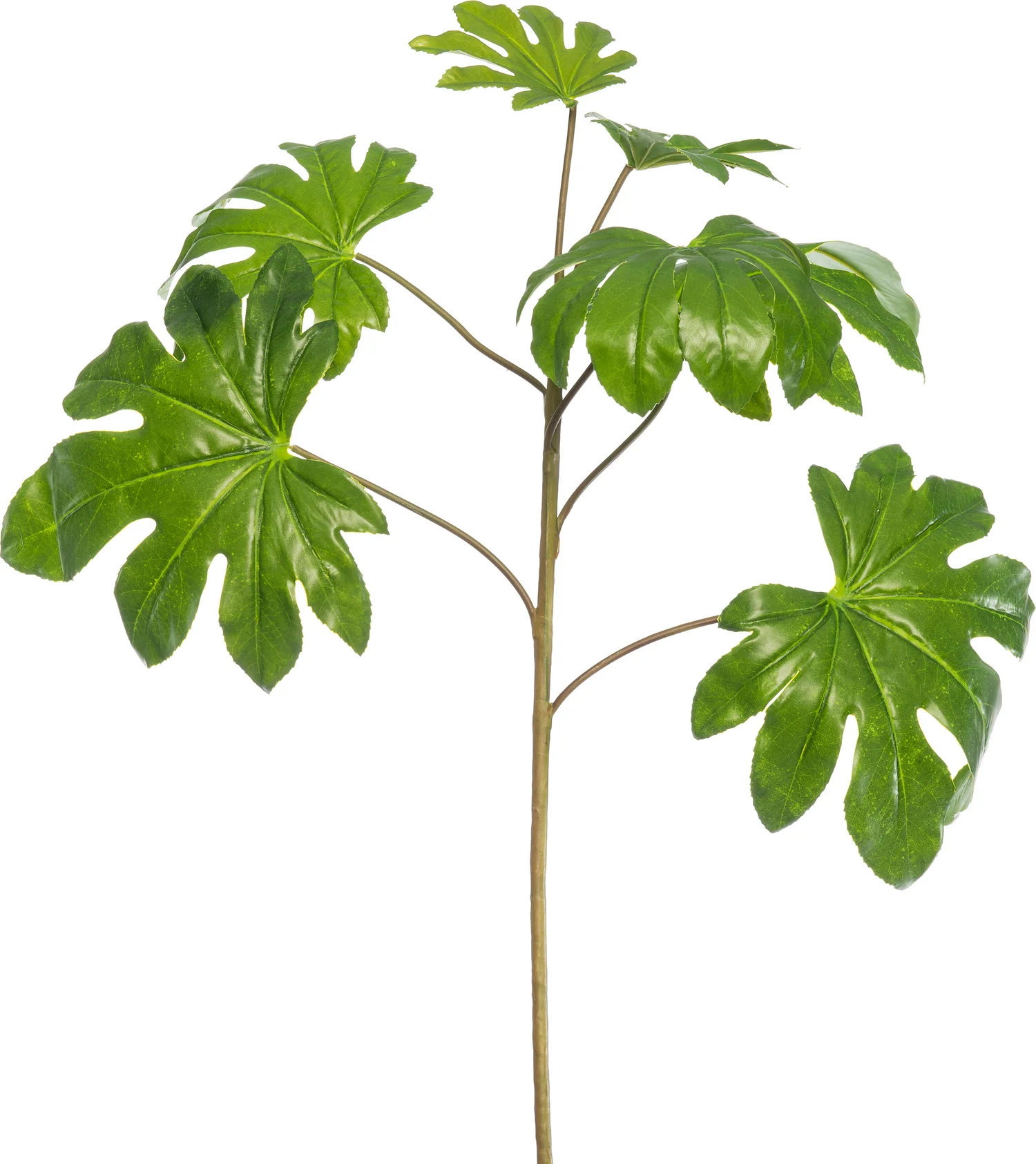 Intratuin kunsttak Fatsia H 85 cm