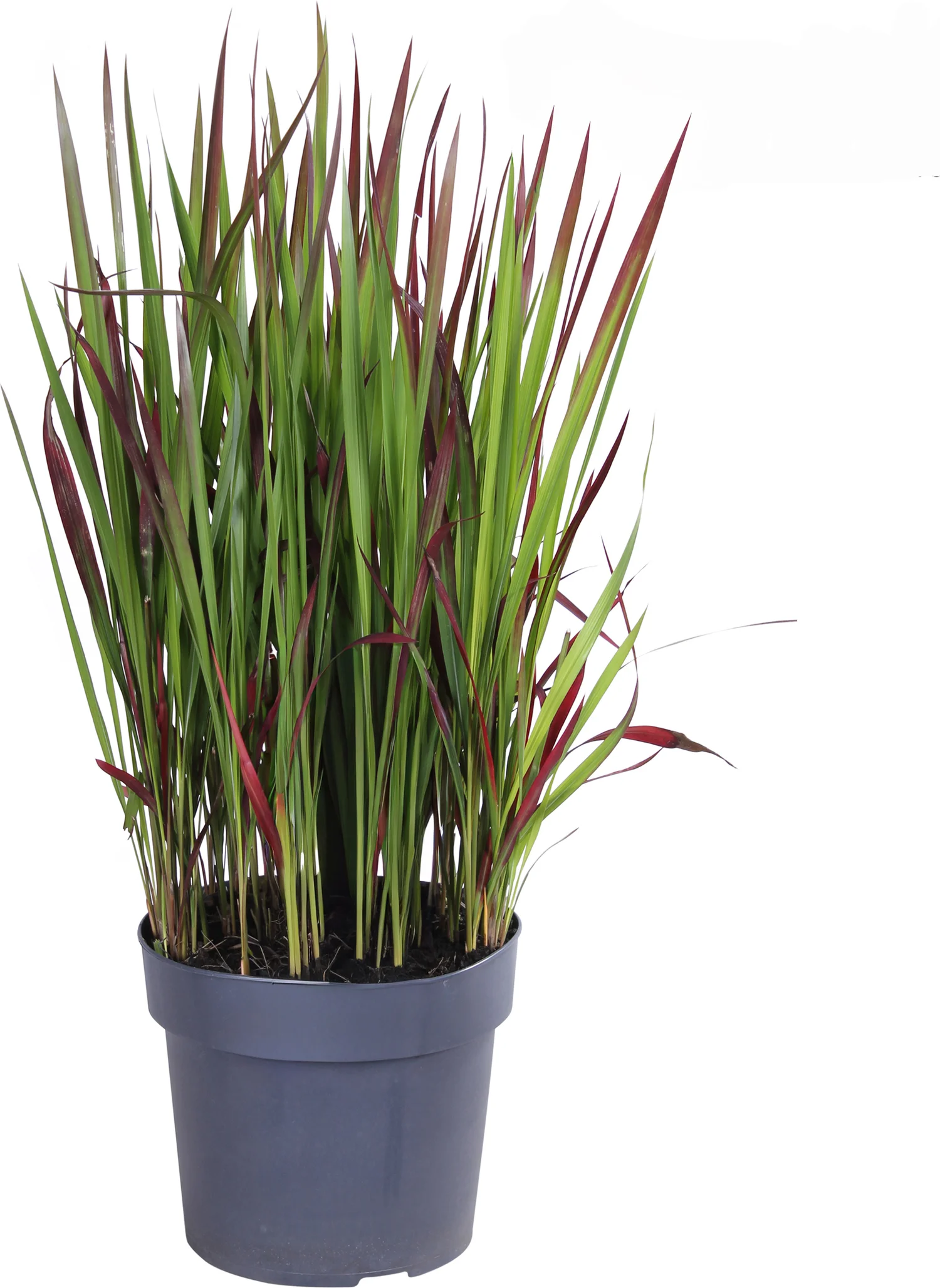 Japans Bloedgras (Imperata cylindrica 'Red Baron') D 23 H 50 cm