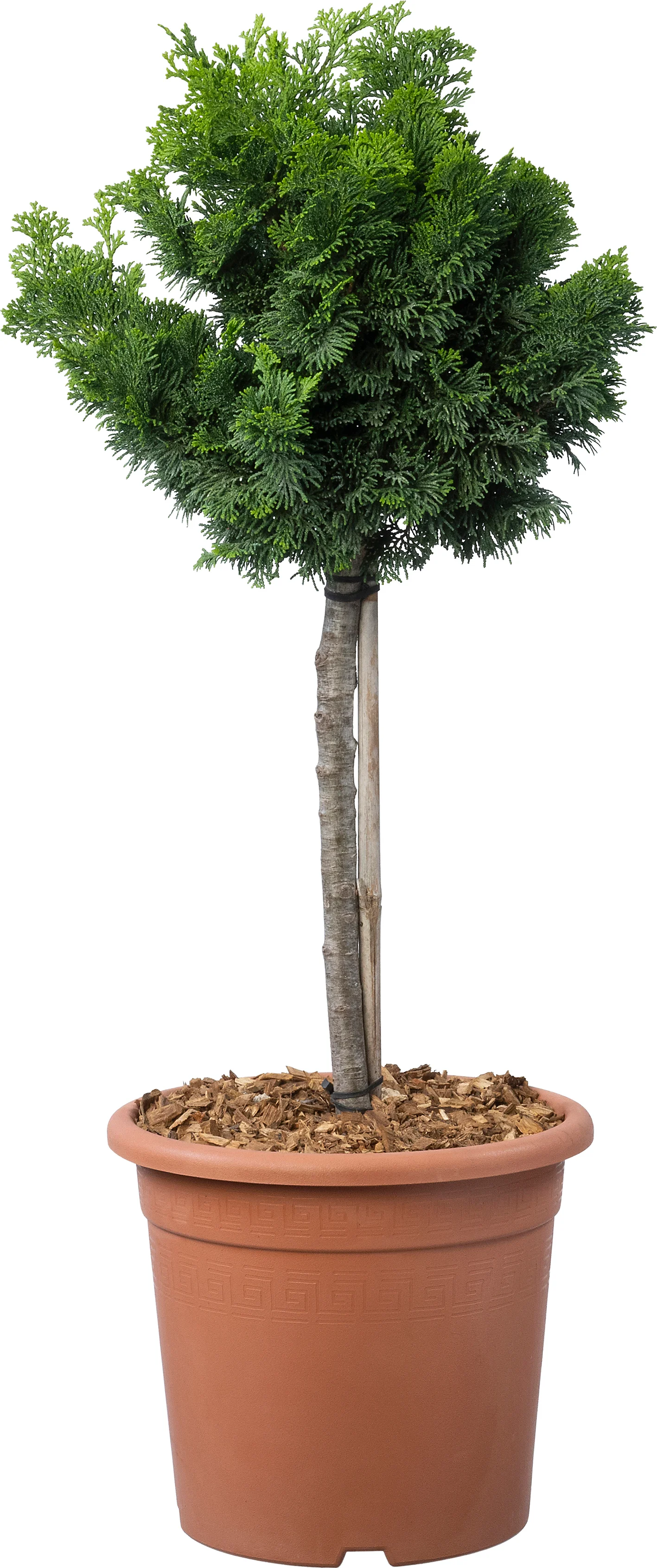 Japanse cipres (Chamaecyparis obtusa 'Nana Gracilis') D 25 H 70 cm