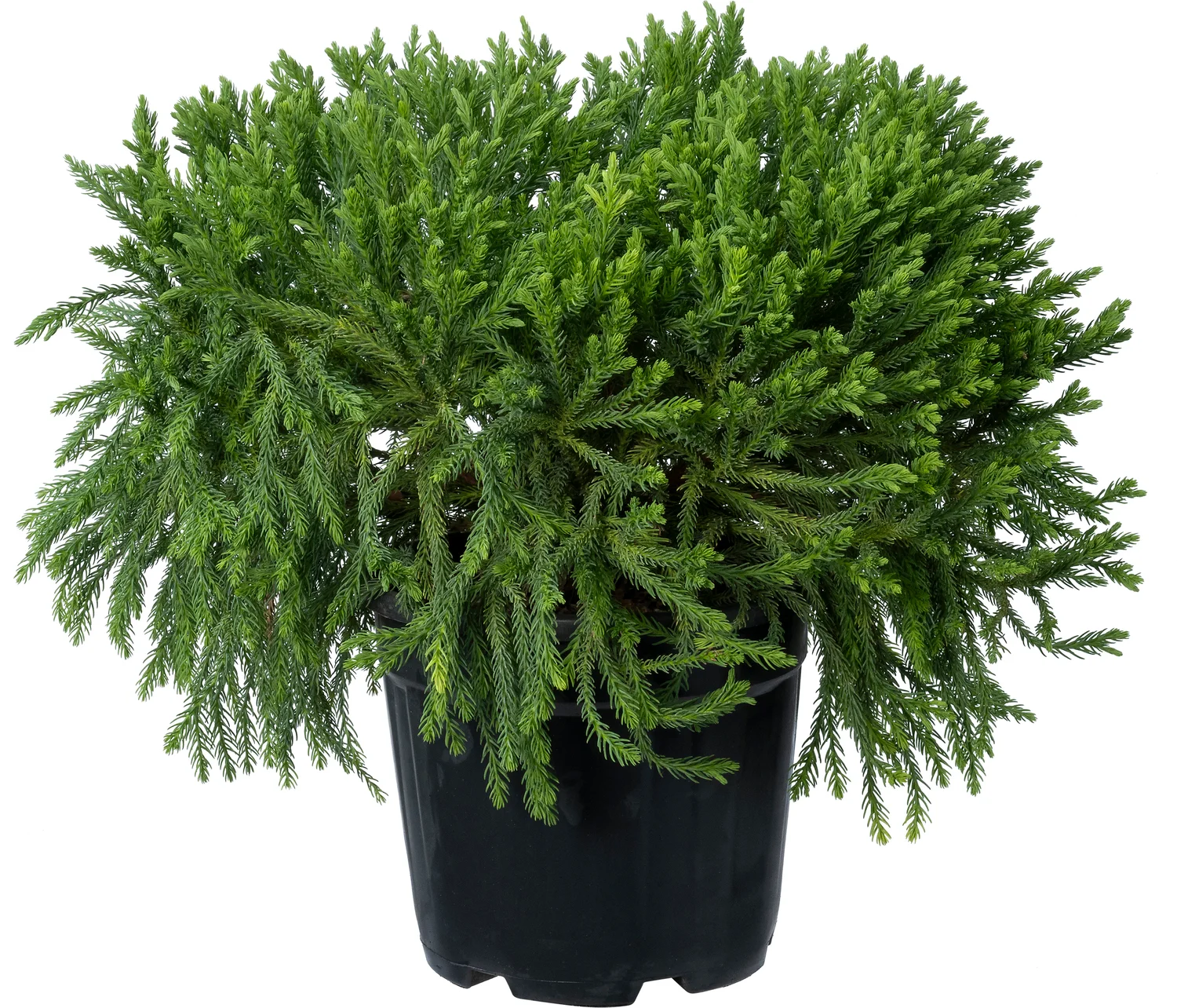 Japanse ceder (Cryptomeria japonica 'Globosa Nana') D 24 H 30 cm