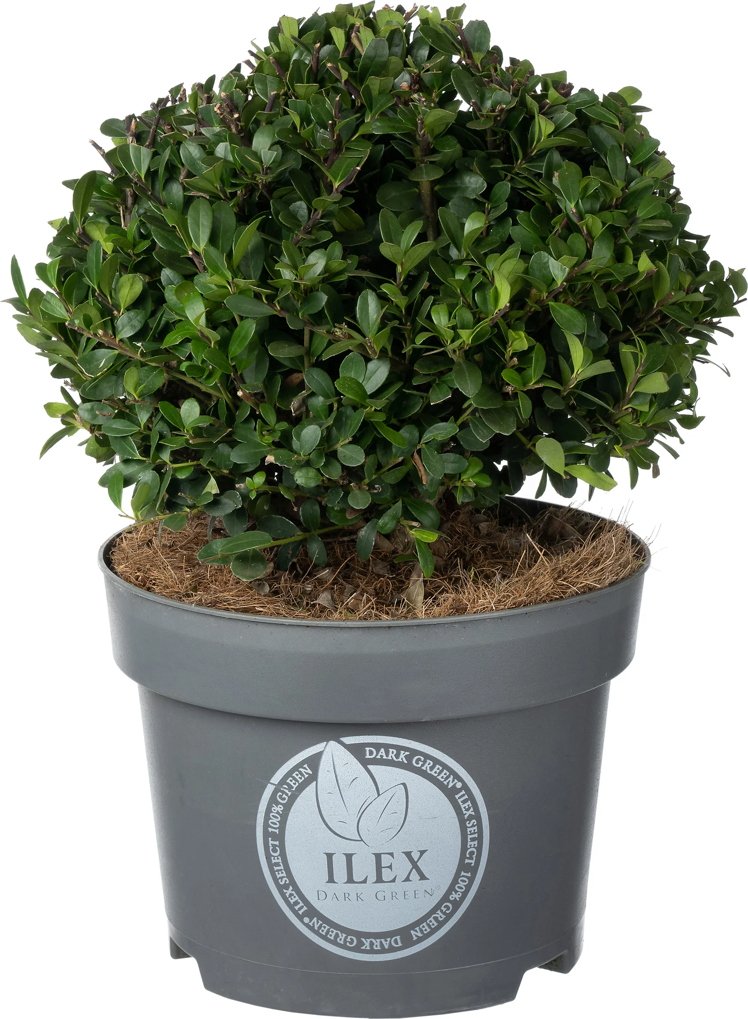 Japanse Hulst in bolvorm (Ilex crenata 'Dark Green') D 19 H 20 cm