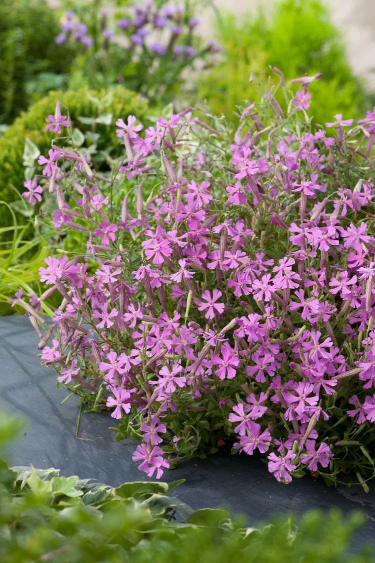 Lijmkruid (Silene schafta) D 9 H 20 cm