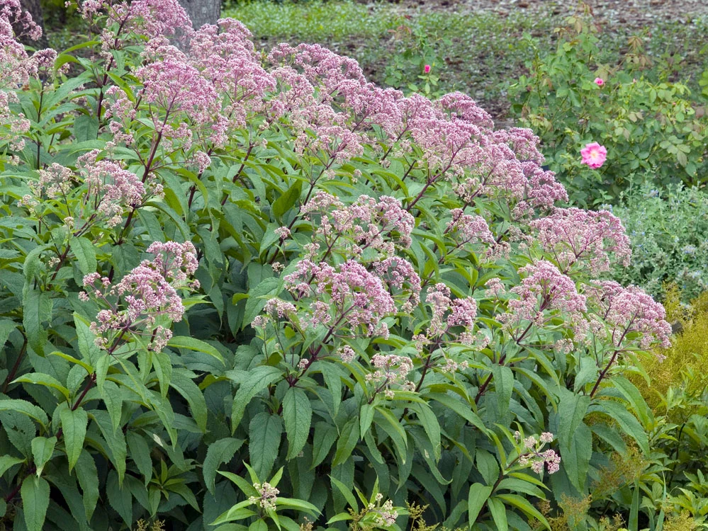 Leverkruid (Eupatorium purpureum) D 11 H 200 cm