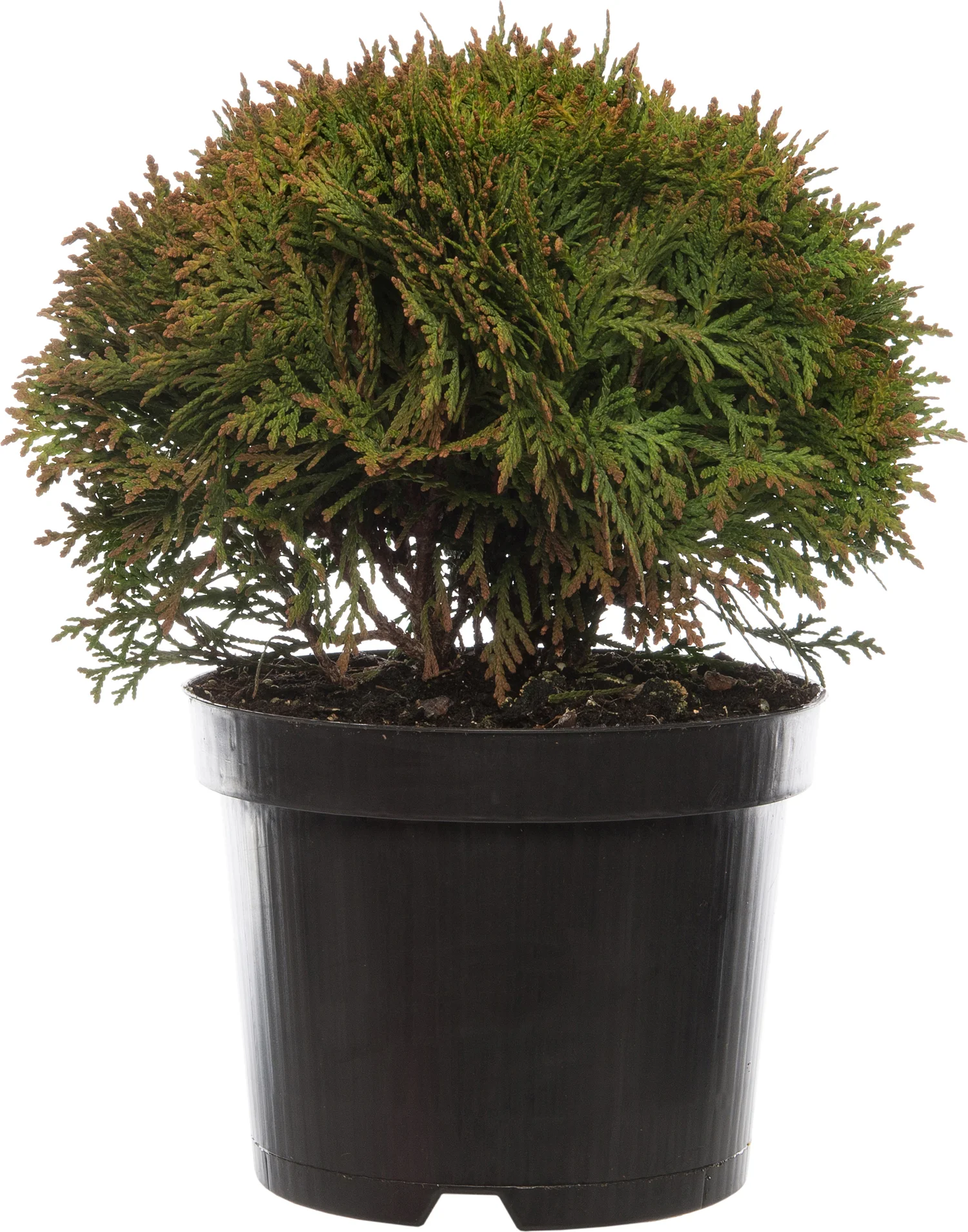 Levensboom (Thuja occidentalis 'Danica') D 17 H 15 cm