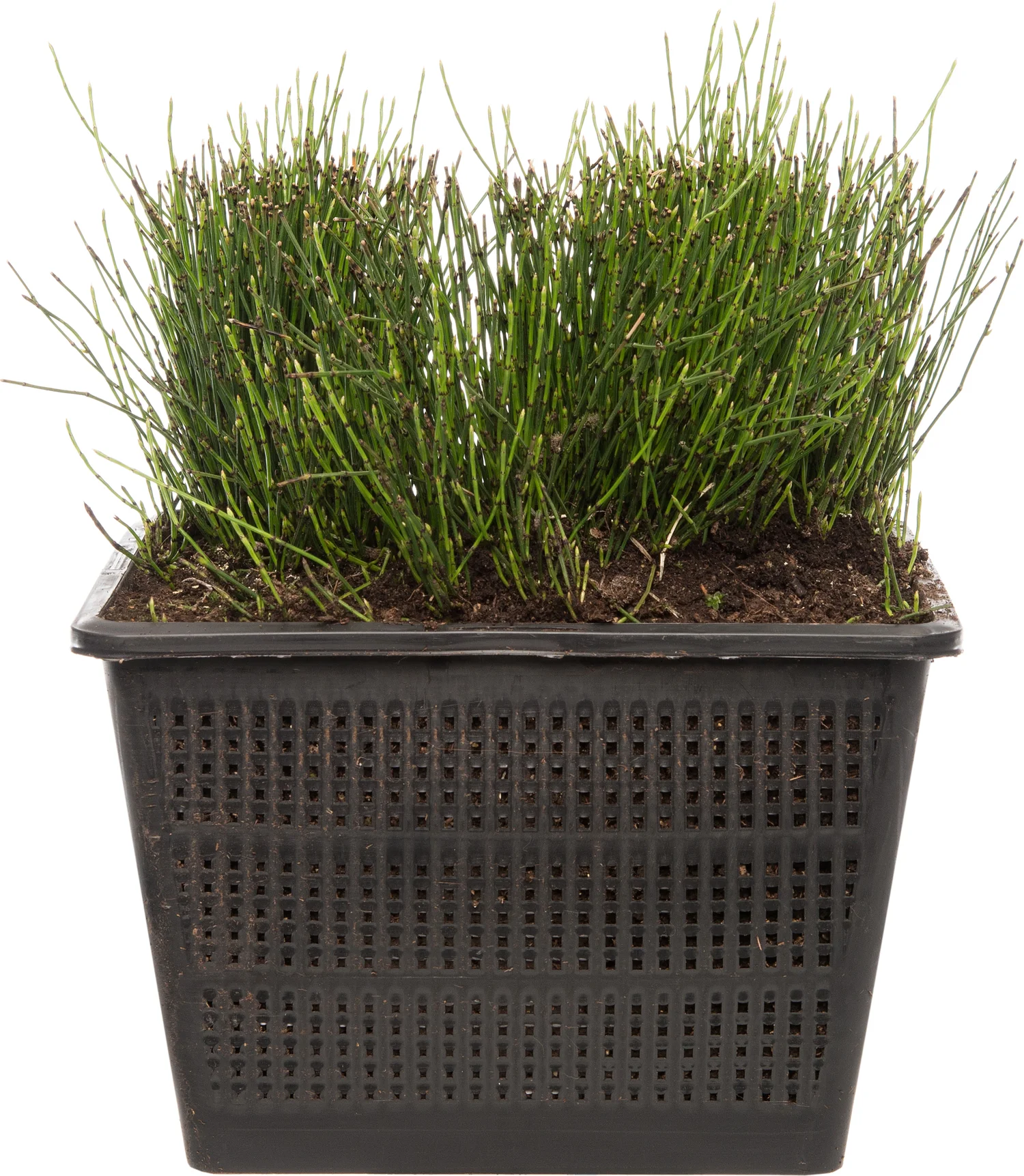 Japanse holpijp (Equisetum scirpoides) D 18 H 30 cm