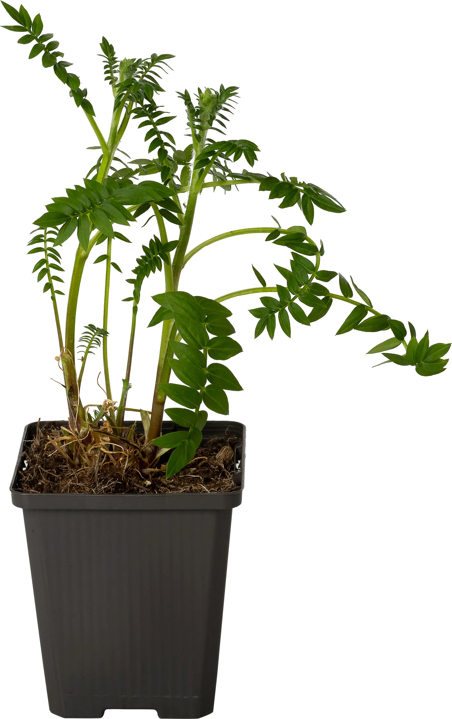 Jacobsladder (Polemonium reptans 'Blue Pearl') D 9 H 10 cm