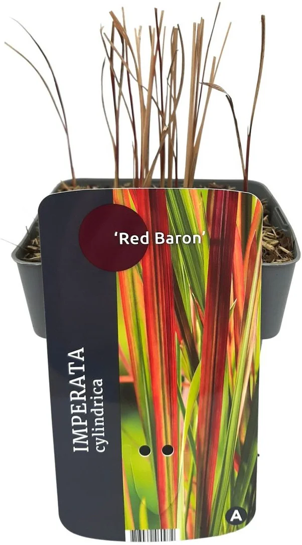 Japans Bloedgras (Imperata cylindrica 'Red Baron') D 17 H 10 cm