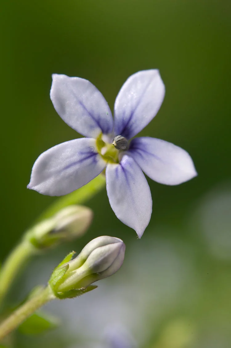 Isotoma (Isotoma fluviatilis) D 11 H 10 cm