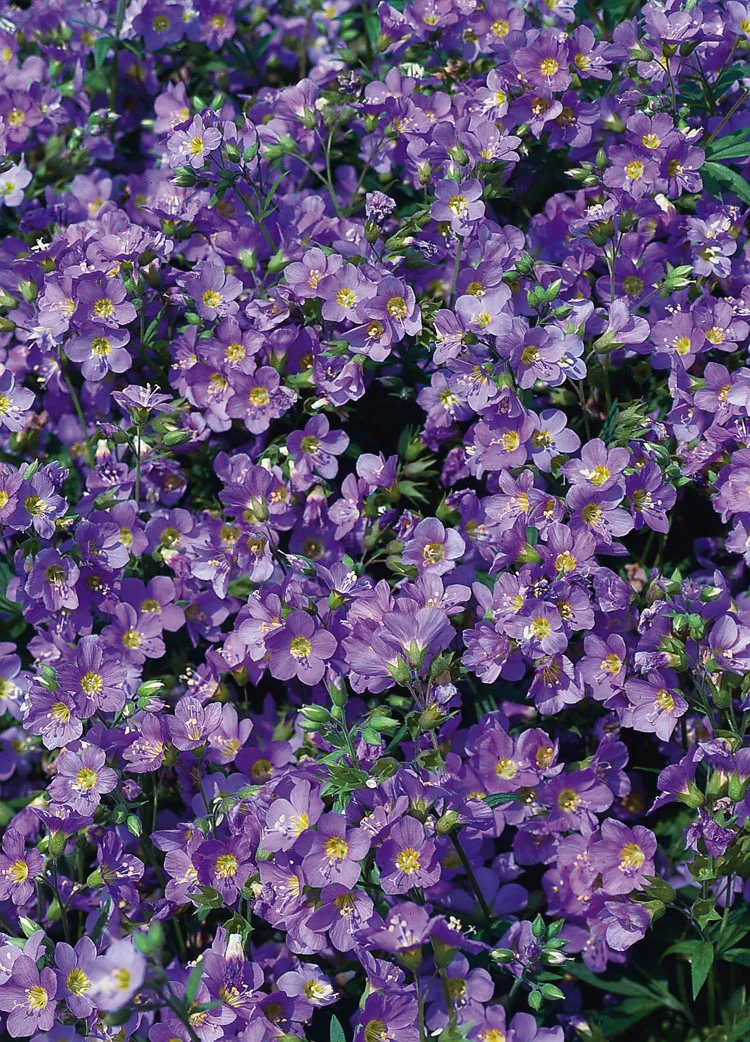 Jacobsladder (Polemonium reptans) D 11 H 50 cm