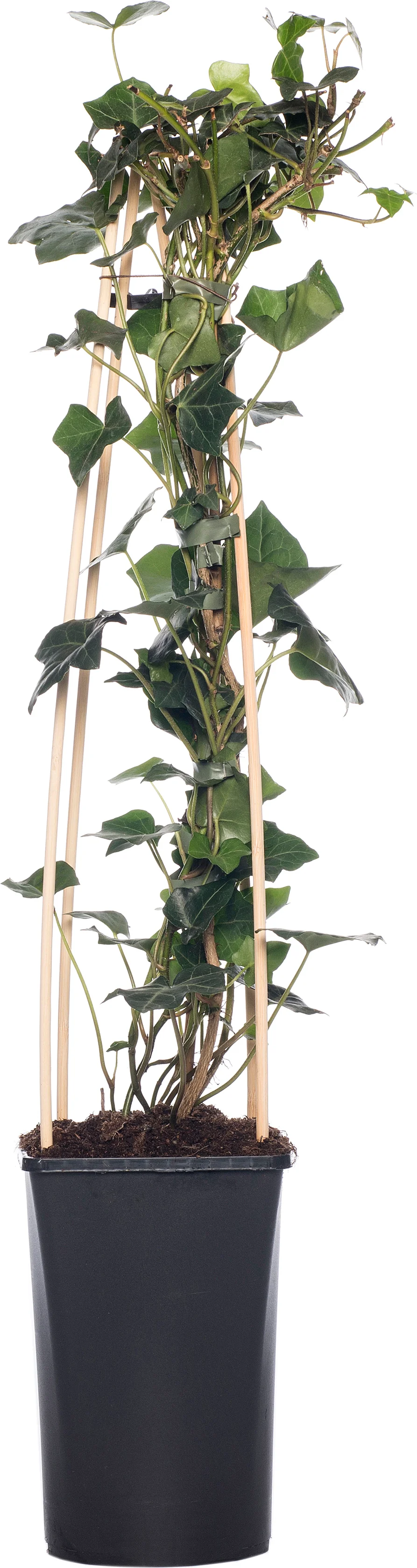 Klimop (Hedera hibernica) D 16 H 75 cm