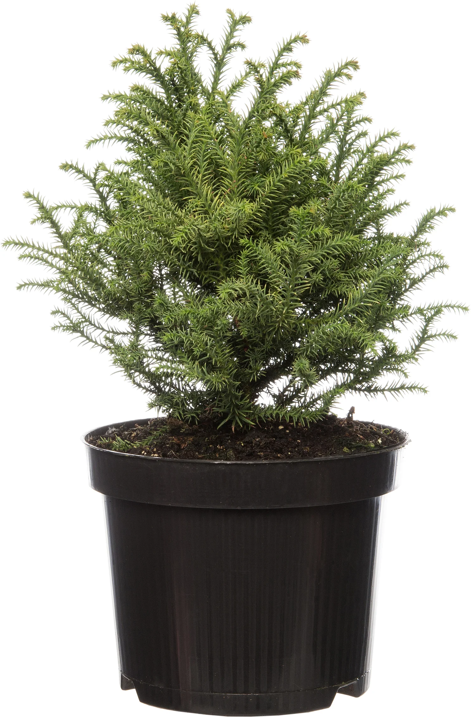 Japanse Ceder (Cryptomeria japonica 'Vilmorin Gold') D 17 H 15 cm