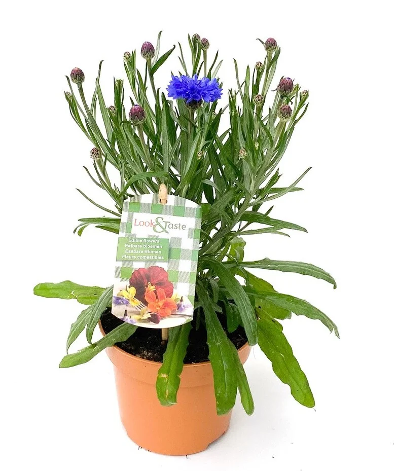 Look And Taste Korenbloem (Centaurea cyanus) D 12 H 22 cm