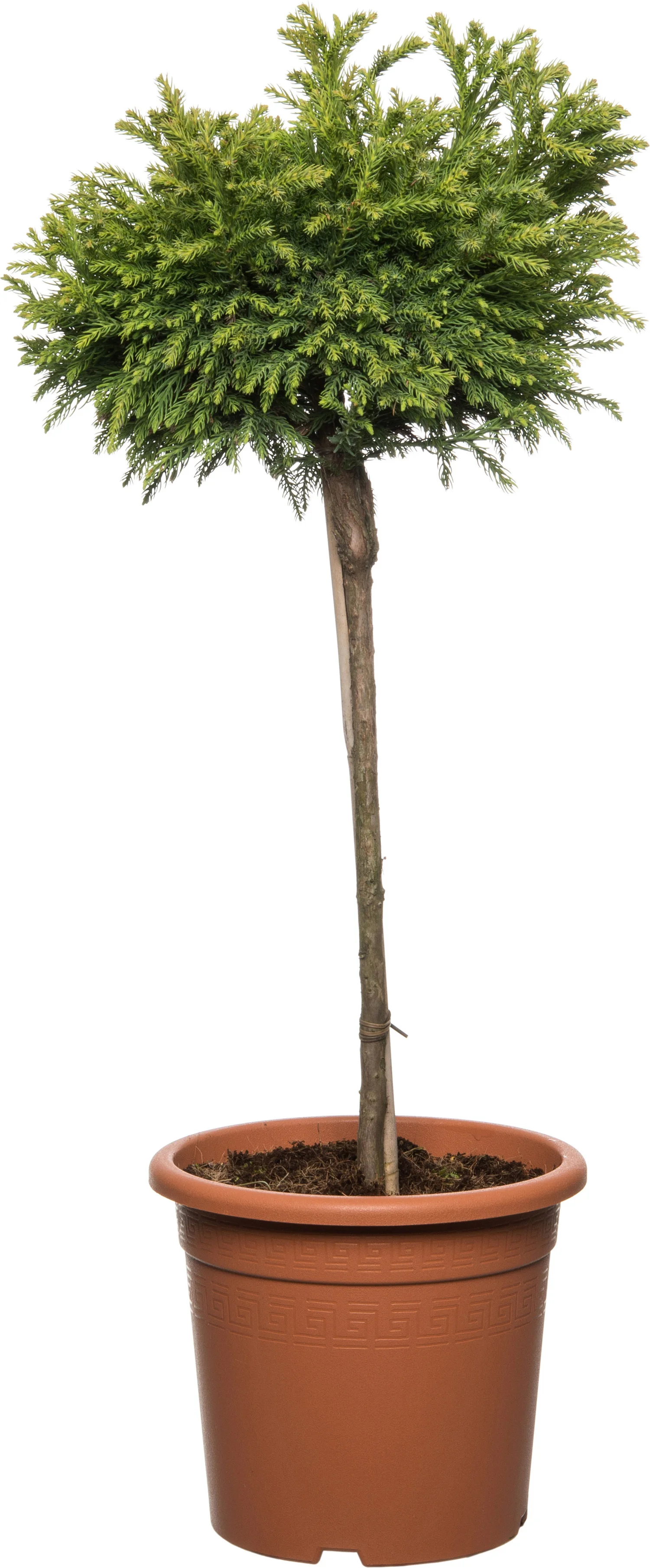 Japanse Ceder op stam (Cryptomeria japonica 'Globosa Nana') D 27 H 90 cm