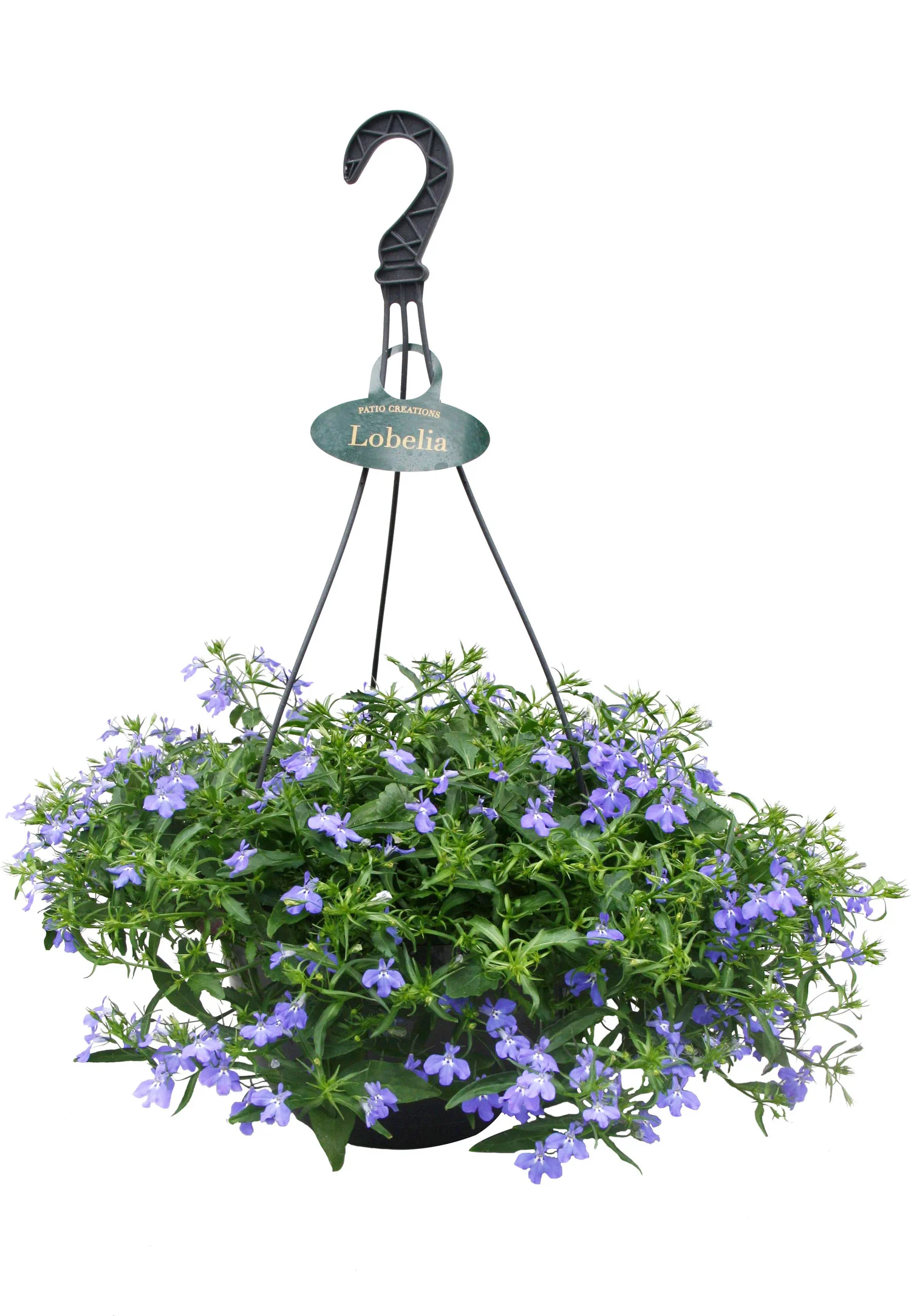 Lobelia in hangpot (lobelia erinus) D 23 H 40 cm
