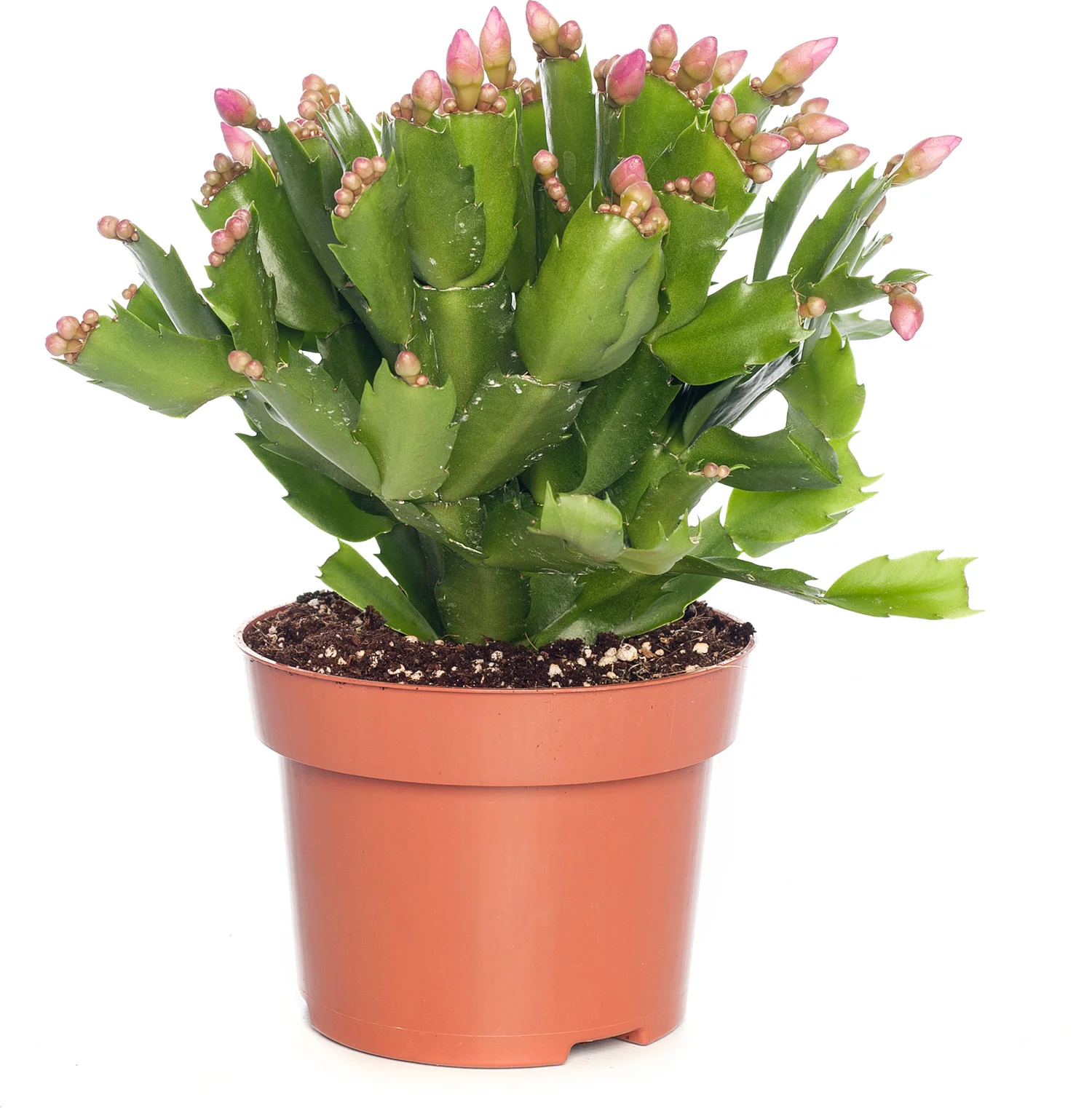 Lidcactus (Schlumbergera) roze D 13 H 35 cm