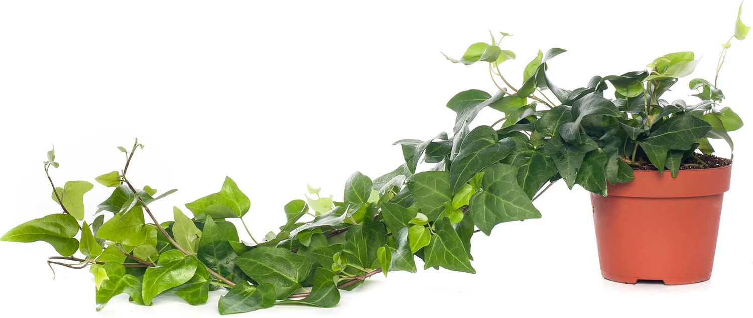 Klimop (Hedera helix 'Mein Herz') D 13 H 25 cm