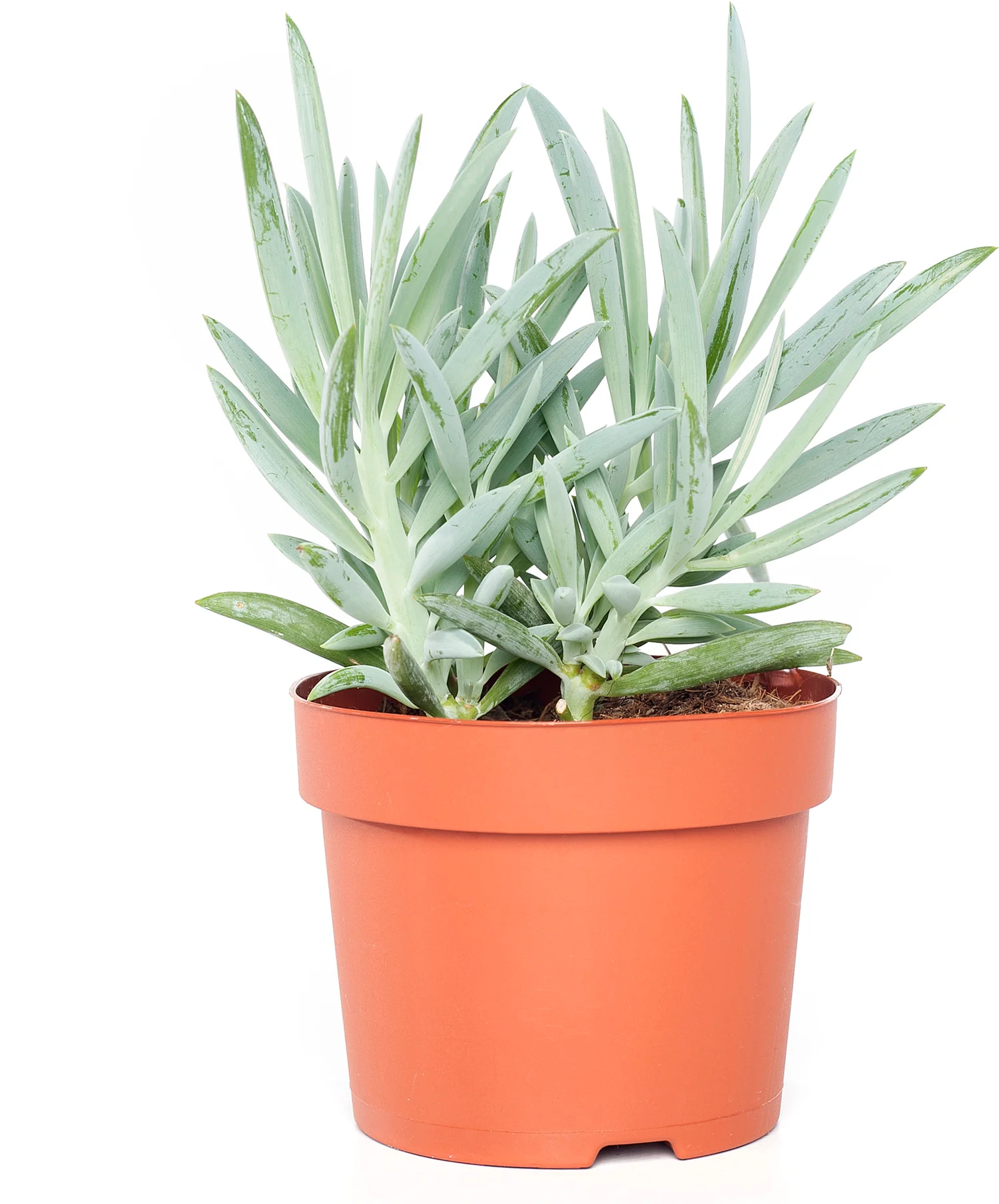 Kruiskruid (Senecio 'Mount Everest') D 12 H 24 cm