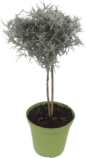 Kerriekruid op stam (Helichrysum italicum) D 14 H 40 cm