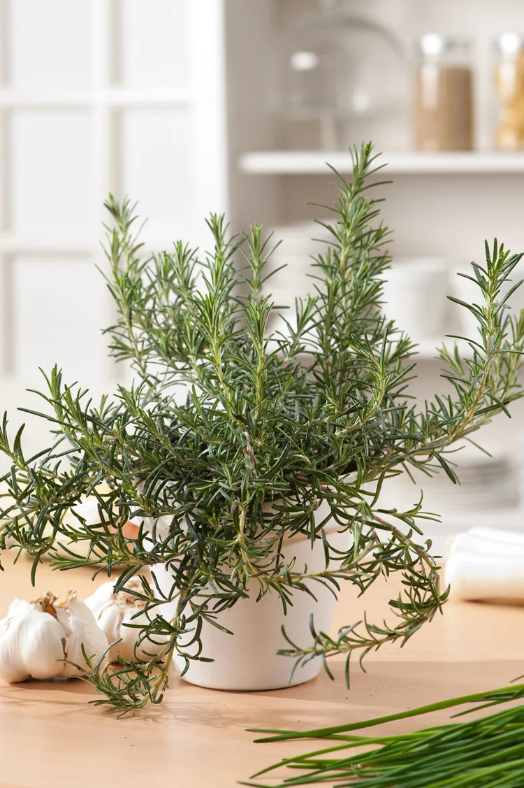 Kruip Rozemarijn (Rosmarinus officinalis 'Prostratus') D 18 H 30 cm