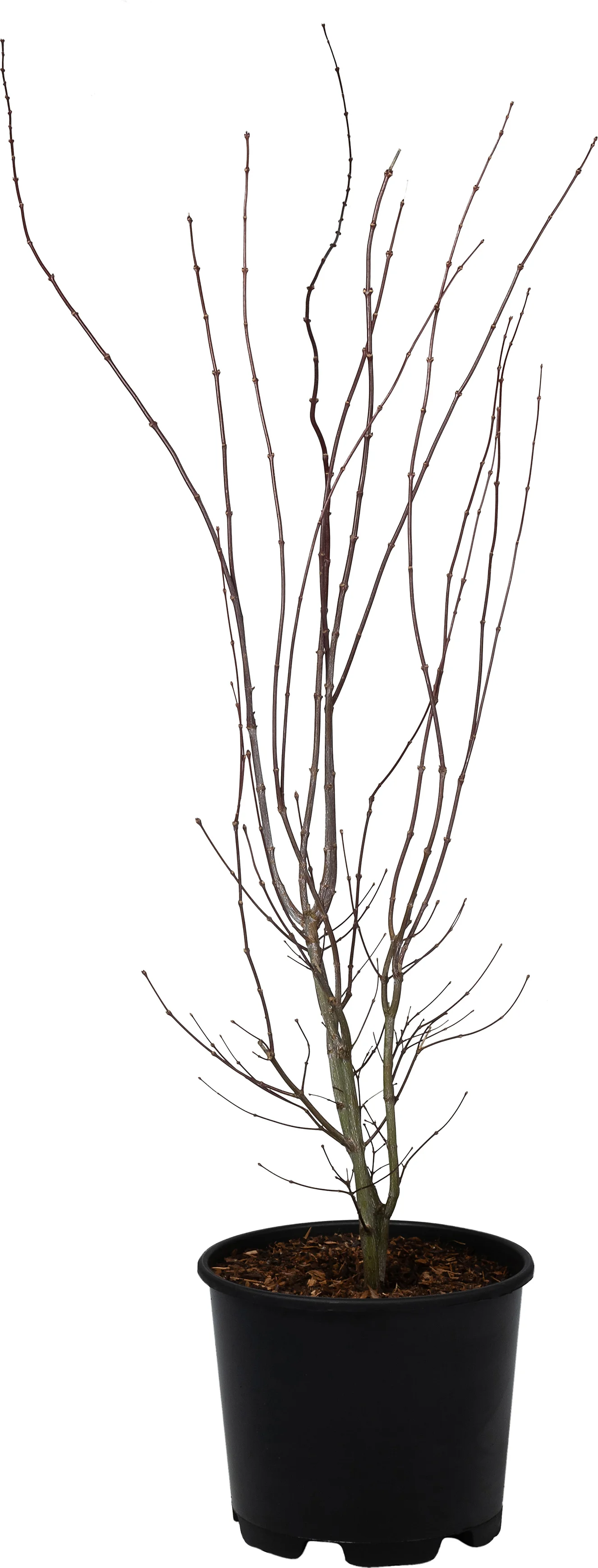 Japanse Esdoorn (Acer palmatum 'Atropurpureum') D 32 H 100 cm