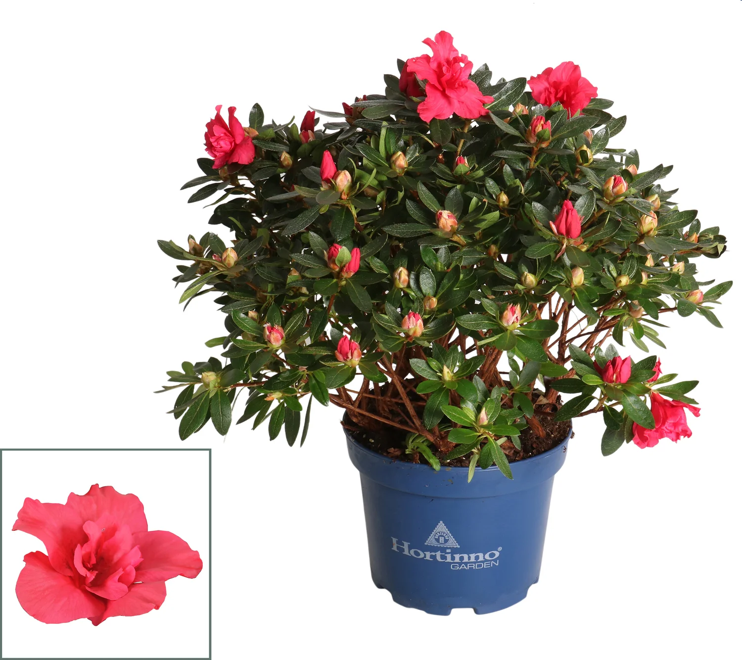 Japanse Azalea (Rhododendron japonica 'Evergreen') rood D 19 H 40 cm