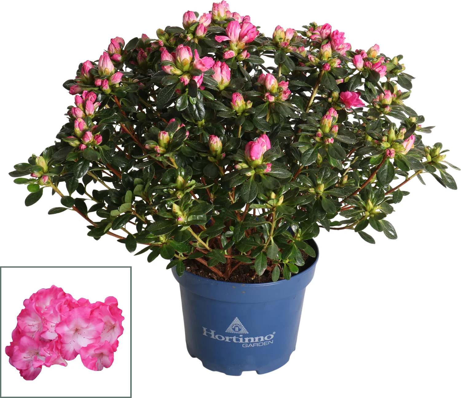 Japanse Azalea (Rhododendron japonica 'Evergreen') paars D 19 H 40 cm