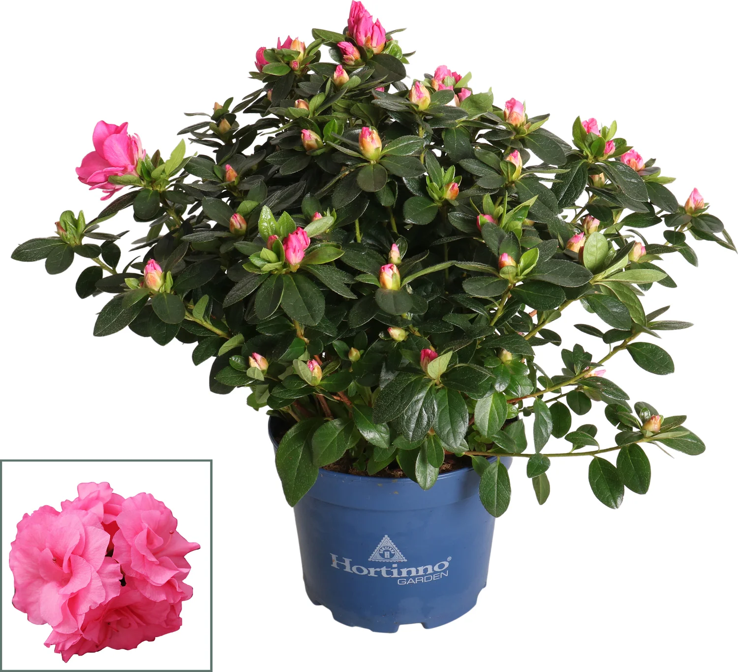 Japanse Azalea (Rhododendron japonica 'Evergreen') roze wit D 19 H 40 cm