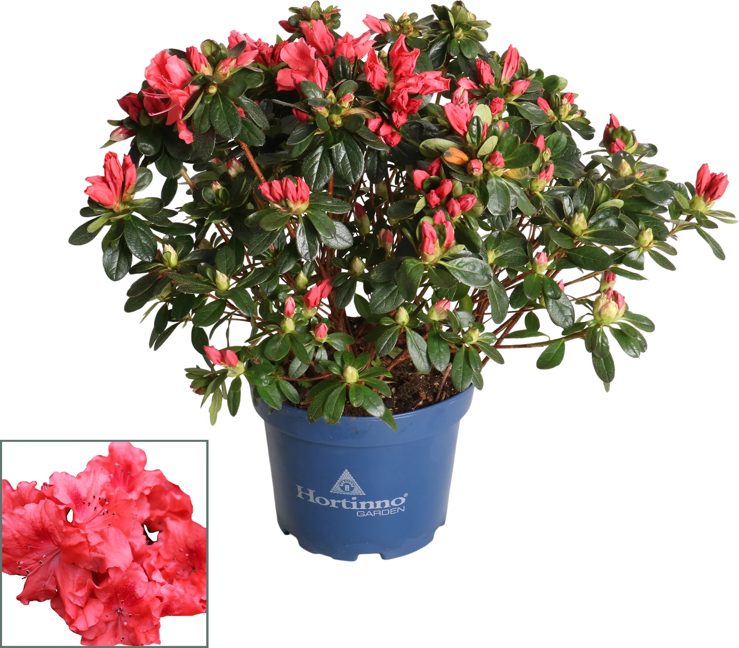 Japanse Azalea (Rhododendron japonica 'Evergreen') roze D 19 H 40 cm