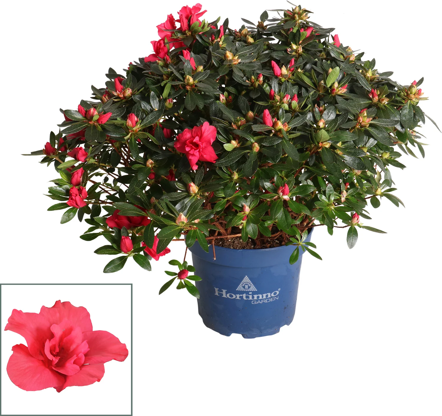 Japanse Azalea (Rhododendron japonica 'Evergreen') rood D 23 H 40 cm