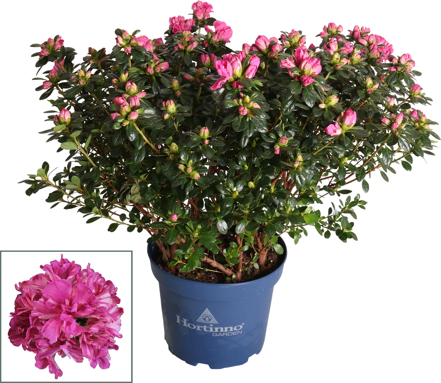 Japanse Azalea (Rhododendron japonica 'Evergreen') paars D 23 H 40 cm