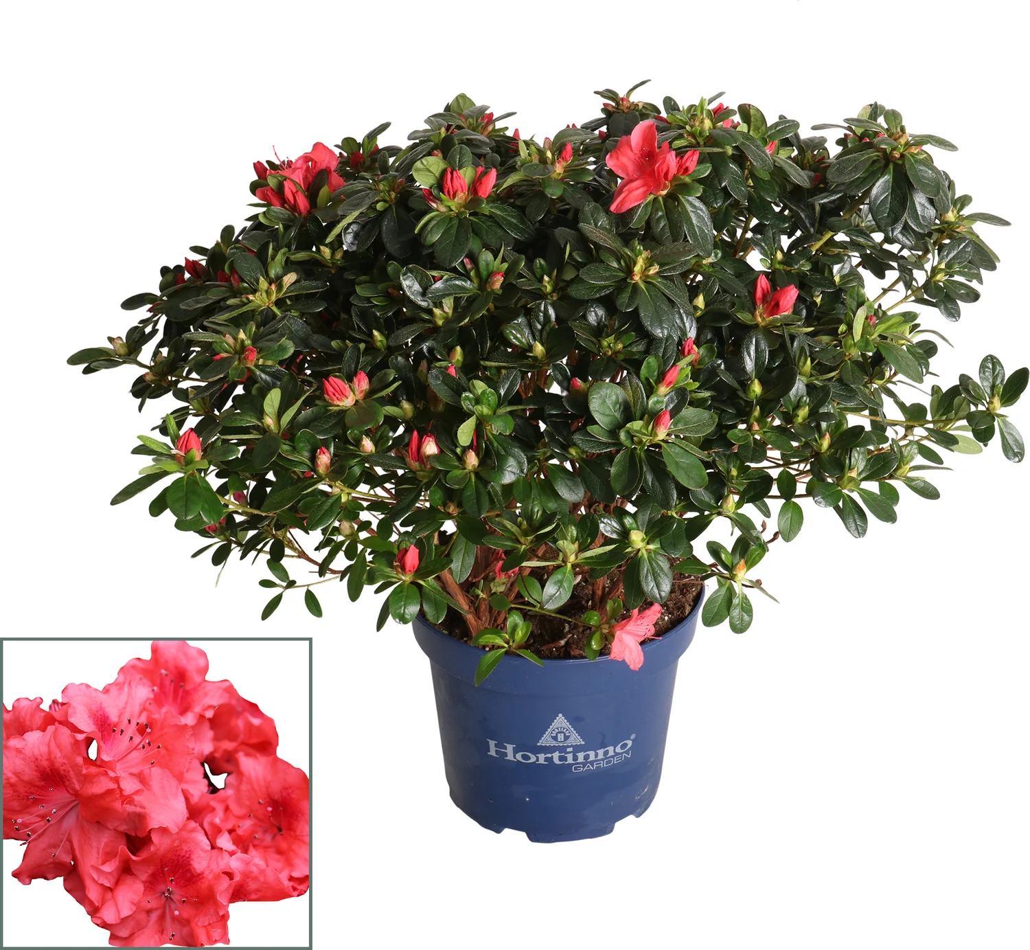 Japanse Azalea (Rhododendron japonica 'Evergreen') oranje D 23 H 40 cm