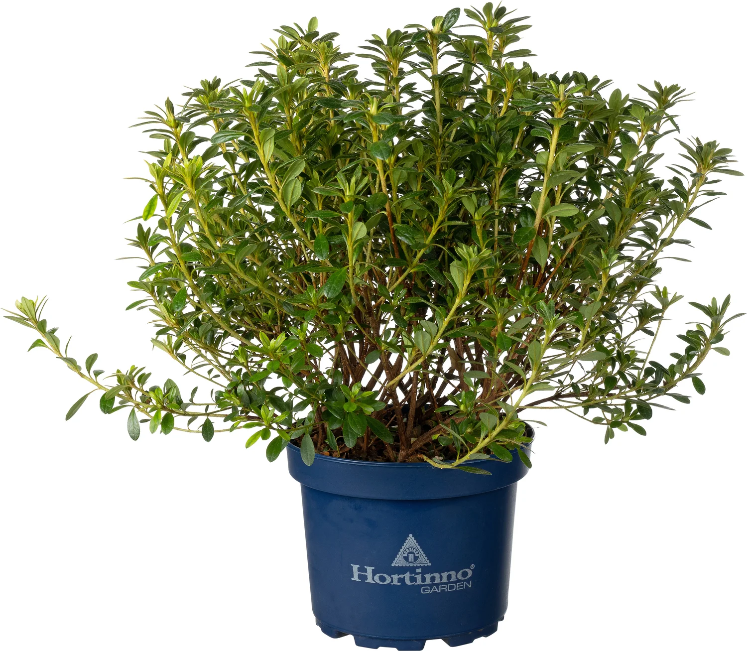 Japanse Azalea (Rhododendron japonica 'Evergreen') gemengd D 19 H 40 cm