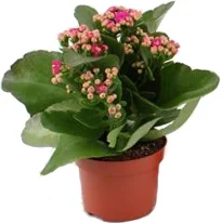 Kalanchoë (Kalanchoë blossfeldiana) paars D 10,5 H 23 cm