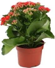 Kalanchoë (Kalanchoë blossfeldiana) rood D 10,5 H 23 cm