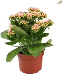 Kalanchoë (Kalanchoë blossfeldiana) wit roze D 10,5 H 23 cm