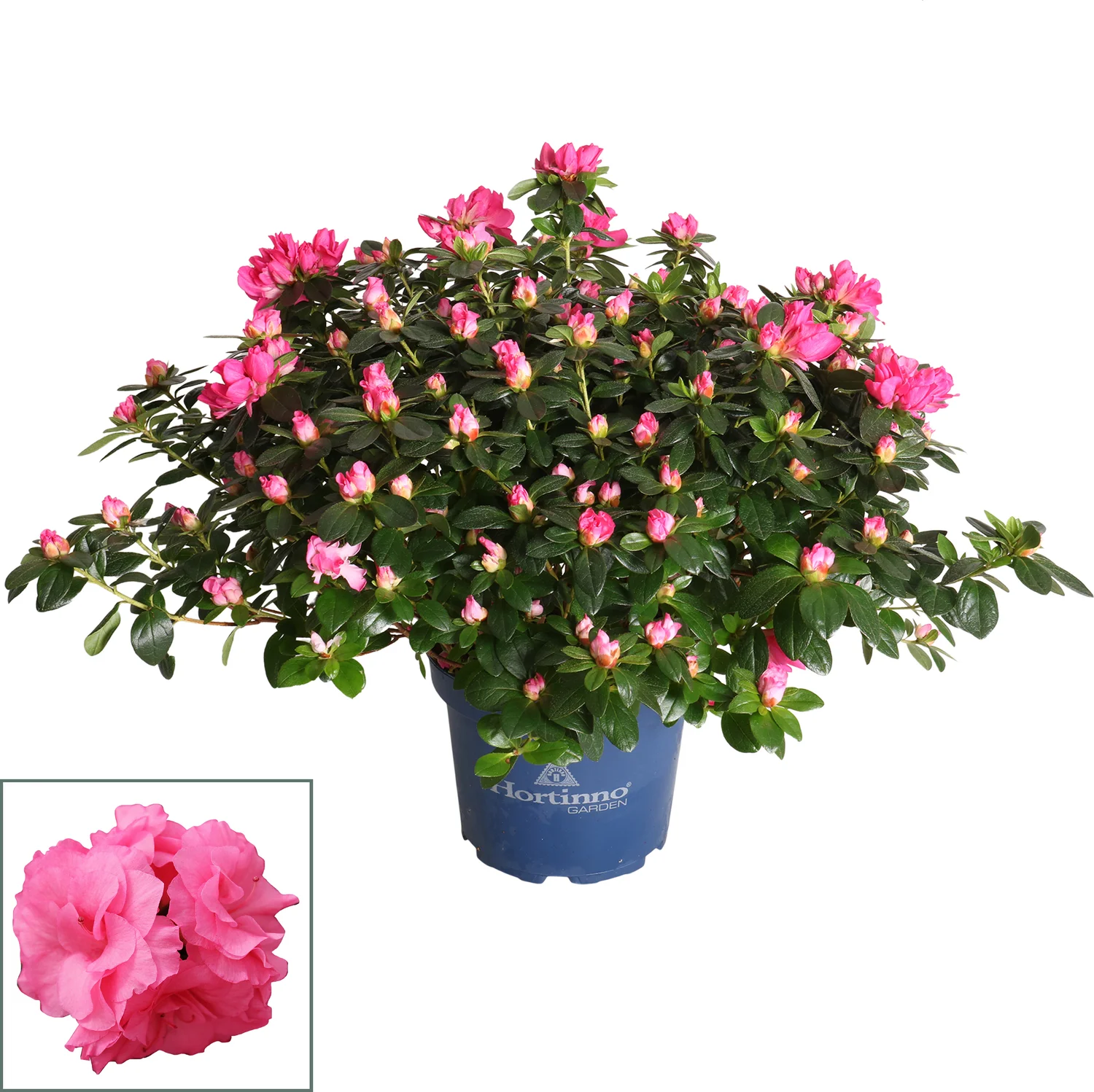 Japanse Azalea (Rhododendron japonica 'Evergreen') roze D 23 H 40 cm