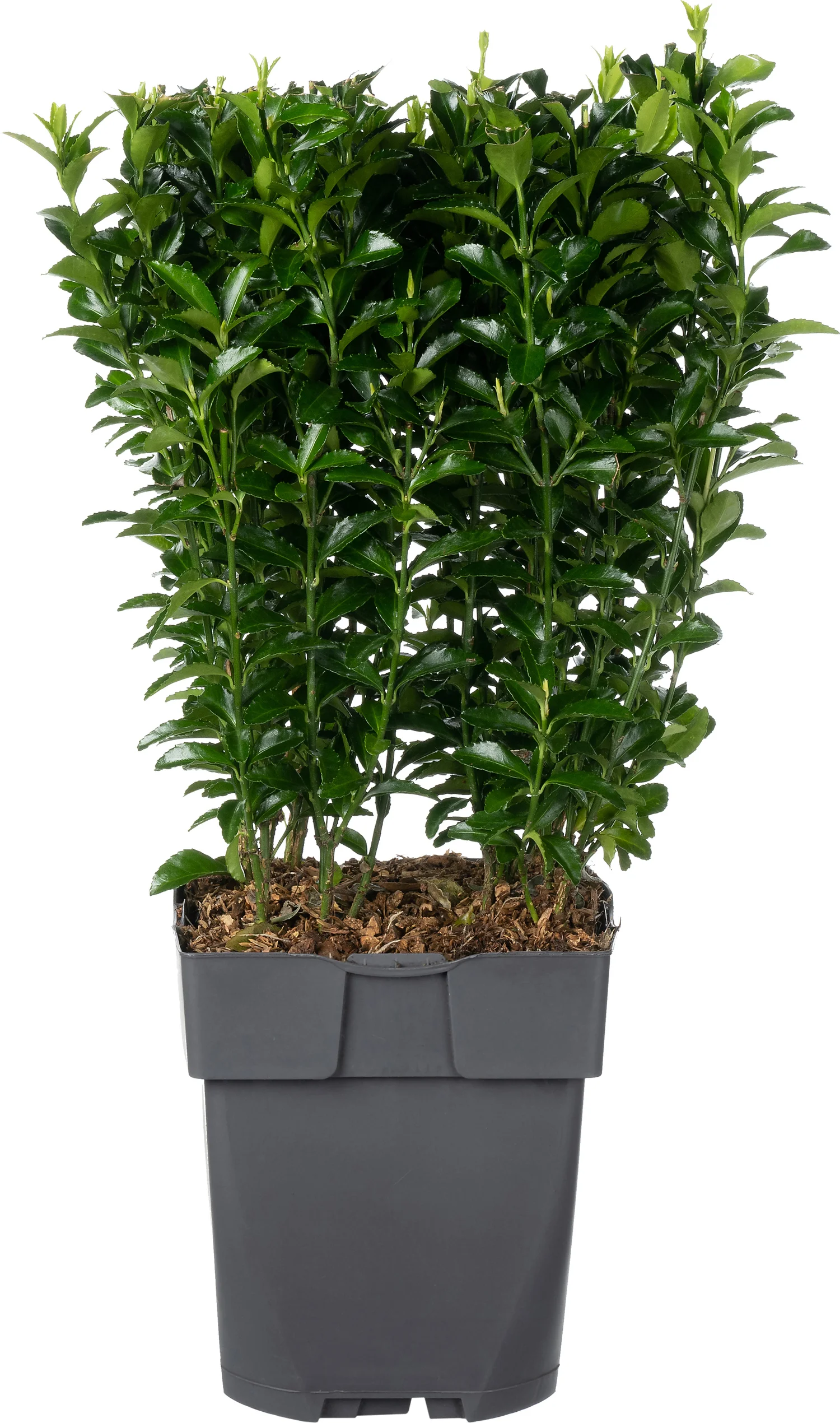 Japanse Kardinaalsmuts (Euonymus japonica 'Green Spire') D 17 H 45 cm