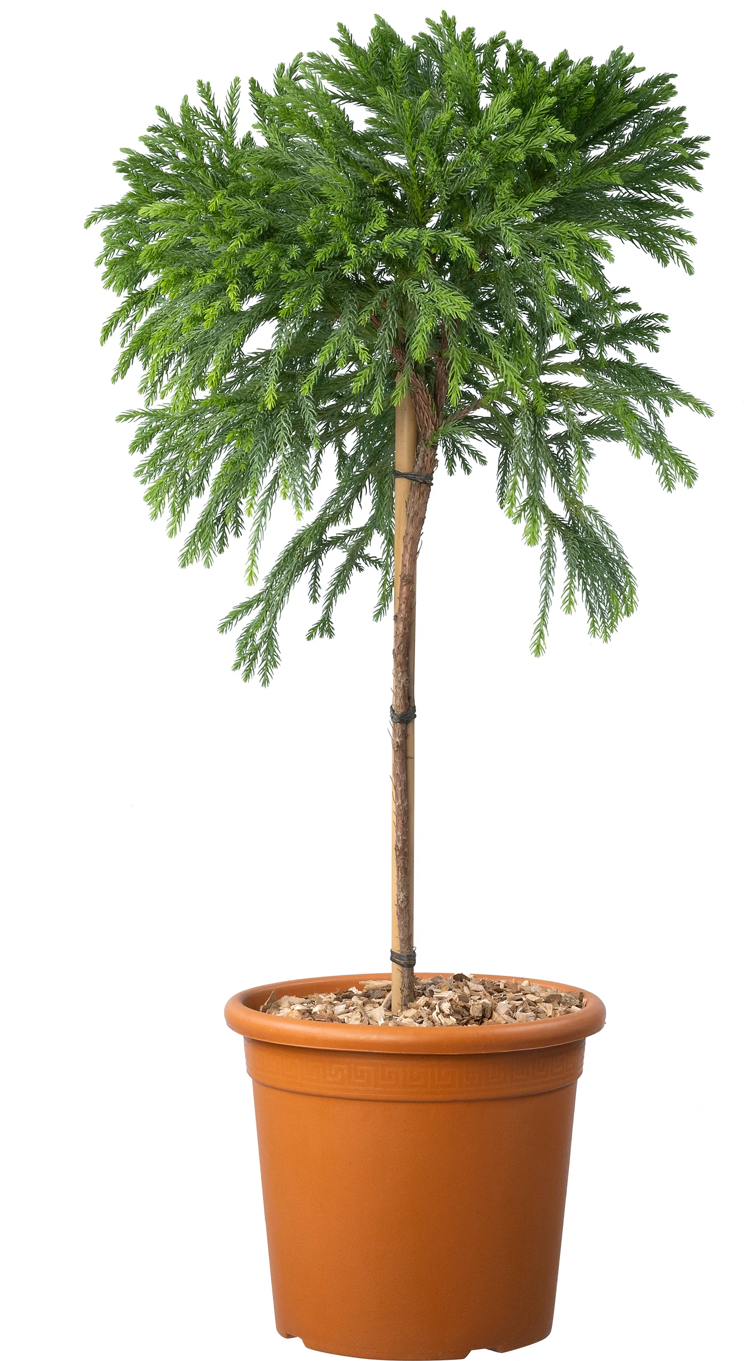 Japanse ceder (Cryptomeria japonica 'Globosa Nana') D 25 H 70 cm