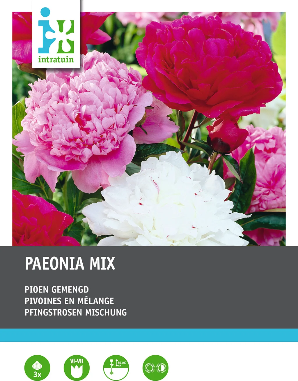 Intratuin Pioenroos knol (Paeonia) 3 stuks
