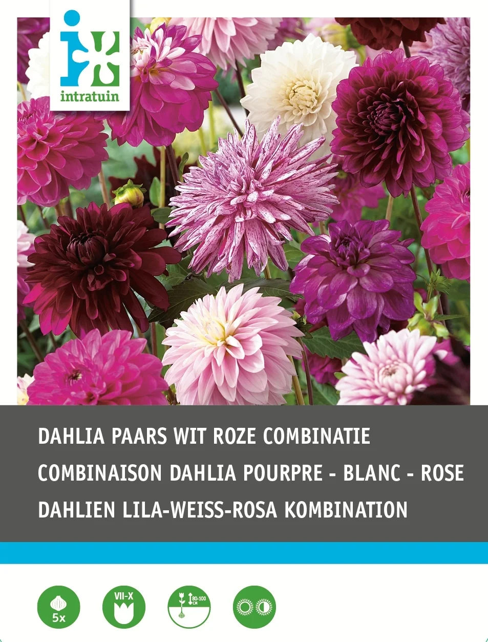 Intratuin Dahlia knol (Dahlia) paars wit violet gemengd 5 stuks