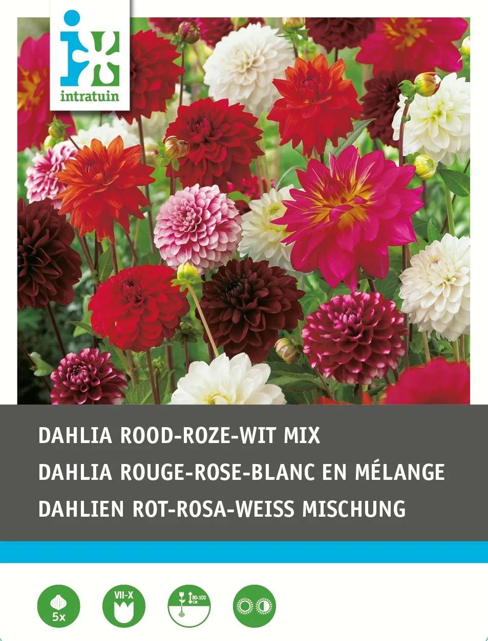 Intratuin Dahlia knol (Dahlia) rood wit roze gemengd 5 stuks