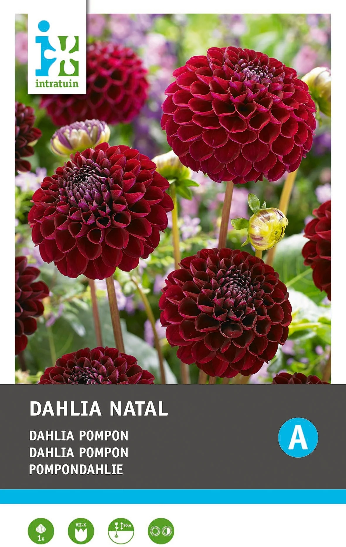 Intratuin Dahlia knol (Dahlia pompon 'Natal')