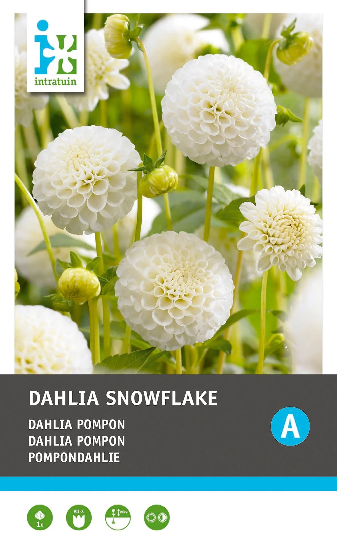Intratuin Dahlia knol (Dahlia pompon 'Snowflake')