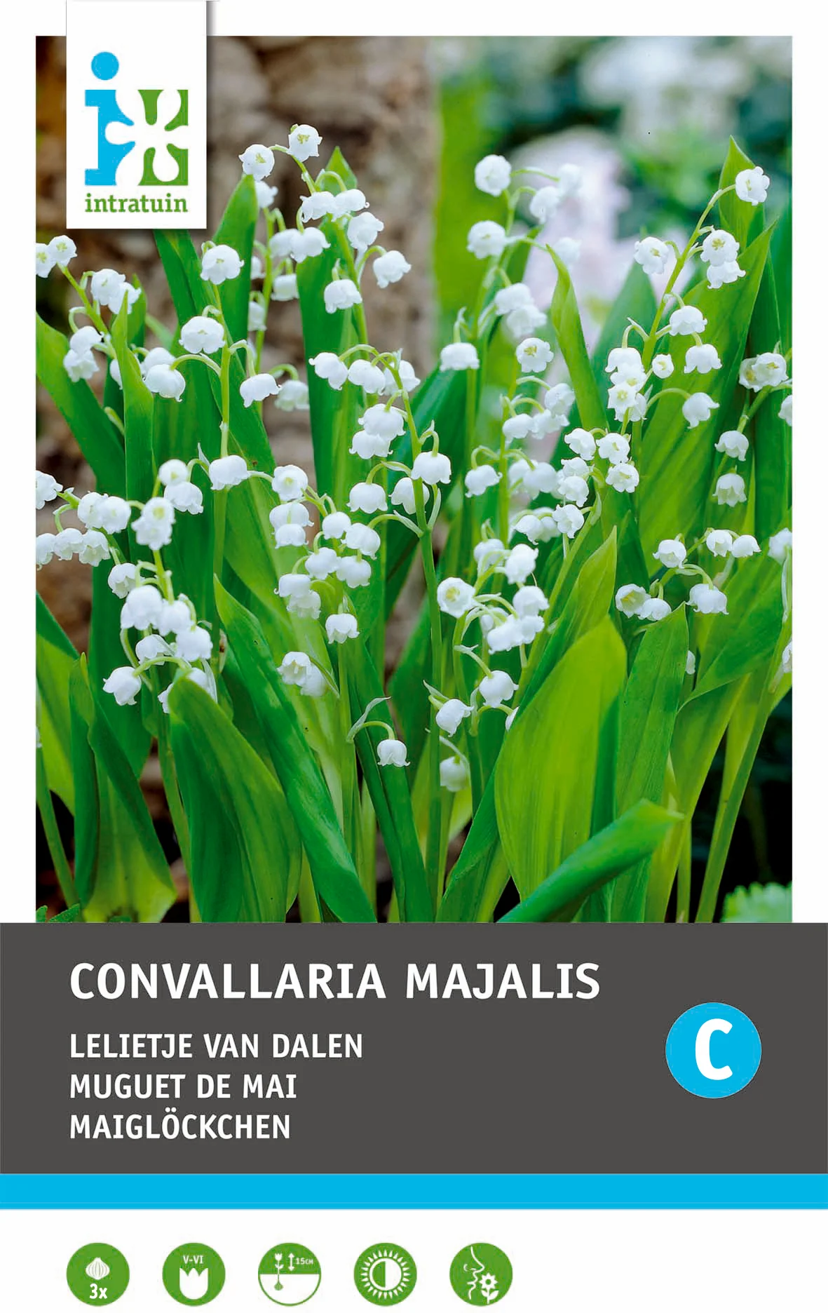 Intratuin Lelietje-van-Dalen knol (Convallaria majalis) 3 stuks