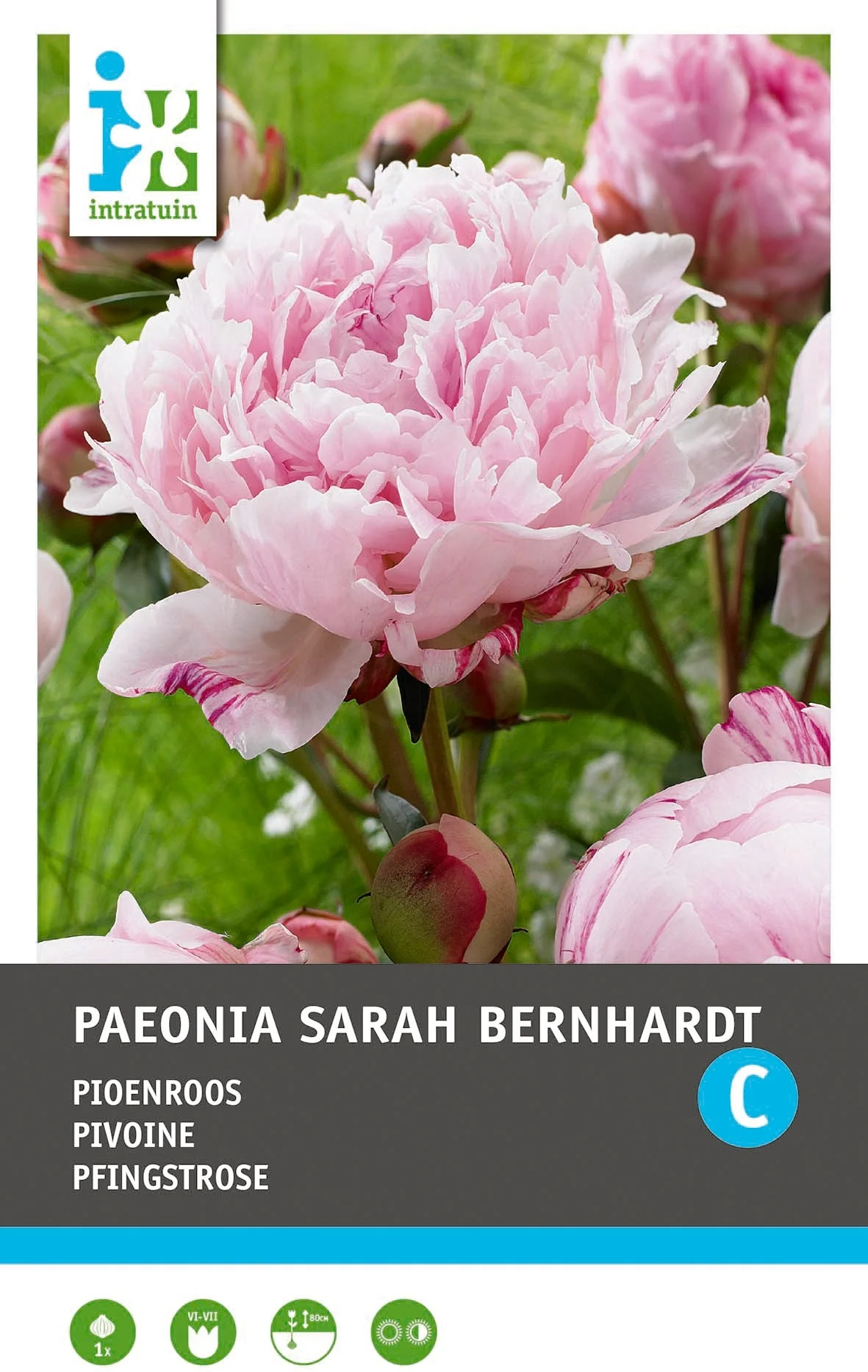 Intratuin Pioenroos knol (Paeonia lactiflora 'Sarah Bernhardt')